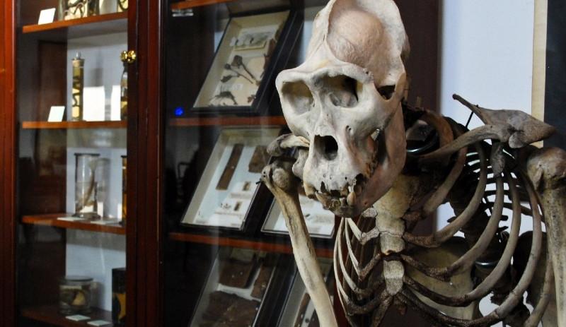 D'Arcy Thompson Zoology Museum Saturday Open Days